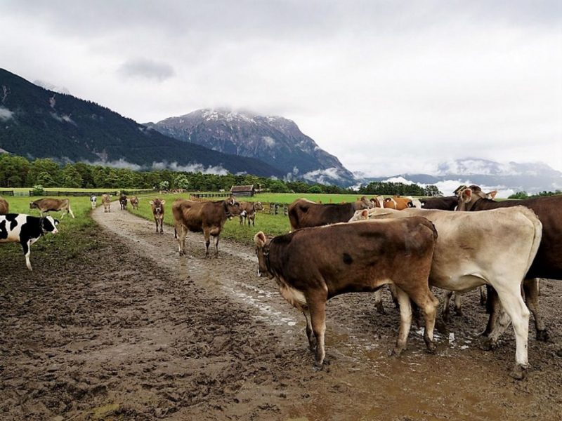 Almauftrieb von Mieming zur Feldereralpe – „Gummistiefelwetter“