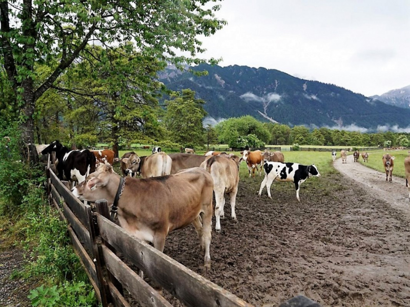 Almauftrieb von Mieming zur Feldereralpe – „Gummistiefelwetter“