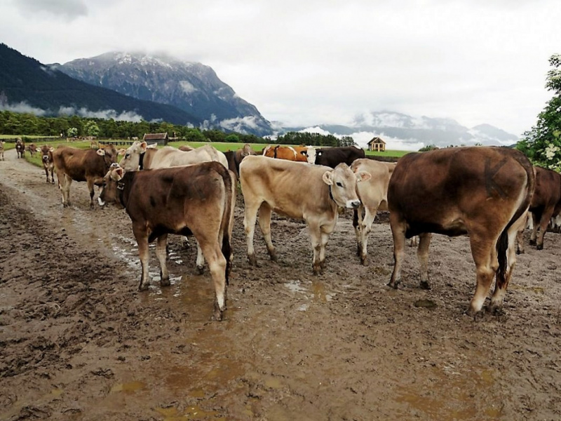 Almauftrieb von Mieming zur Feldereralpe – „Gummistiefelwetter“