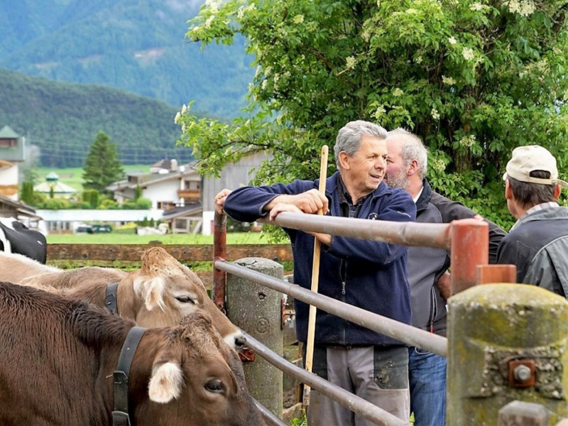 Almauftrieb von Mieming zur Feldereralpe – „Gummistiefelwetter“