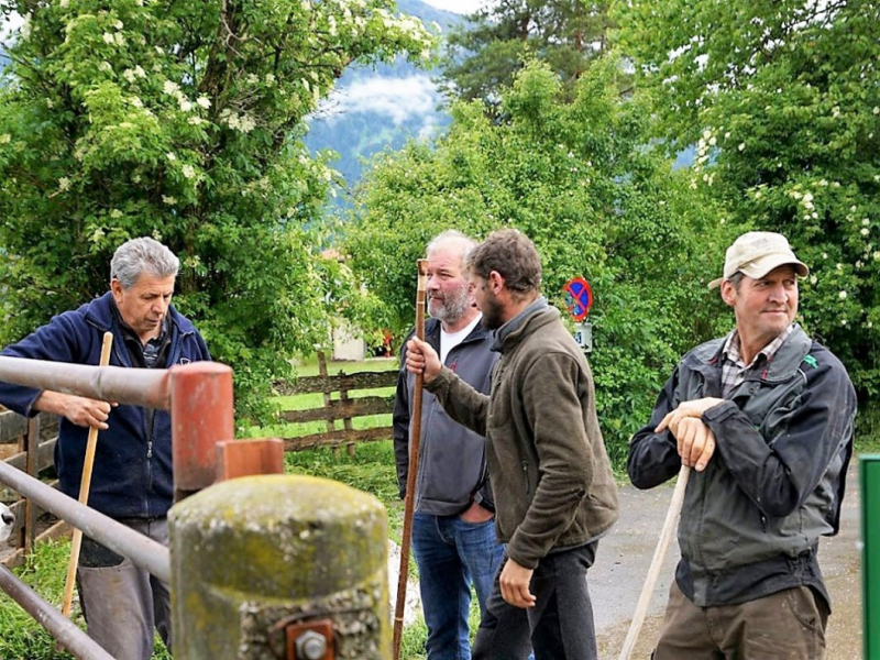 Almauftrieb von Mieming zur Feldereralpe – „Gummistiefelwetter“