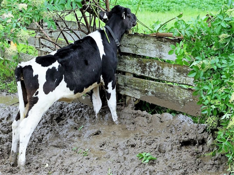 Almauftrieb von Mieming zur Feldereralpe – „Gummistiefelwetter“