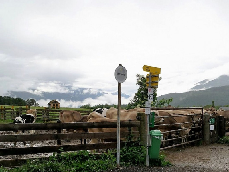 Almauftrieb von Mieming zur Feldereralpe – „Gummistiefelwetter“