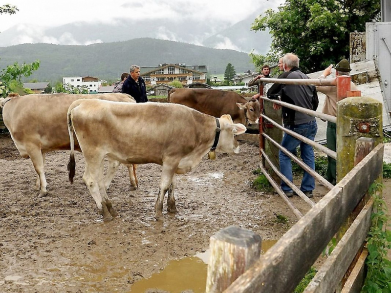 Almauftrieb von Mieming zur Feldereralpe – „Gummistiefelwetter“