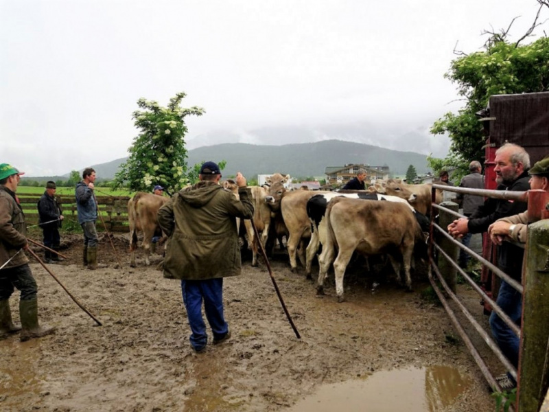 Almauftrieb von Mieming zur Feldereralpe – „Gummistiefelwetter“