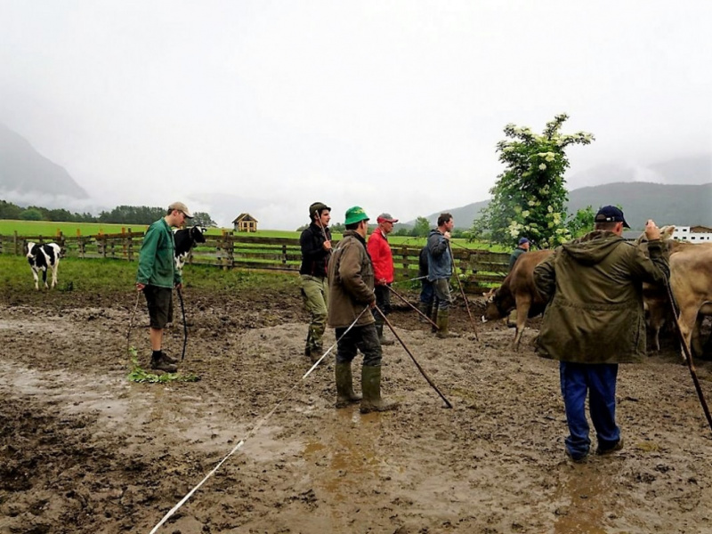 Almauftrieb von Mieming zur Feldereralpe – „Gummistiefelwetter“