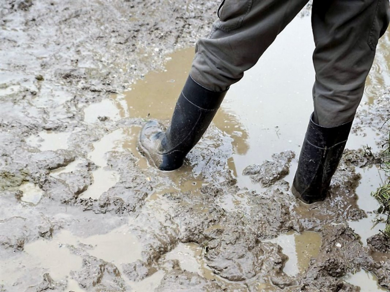Almauftrieb von Mieming zur Feldereralpe – „Gummistiefelwetter“
