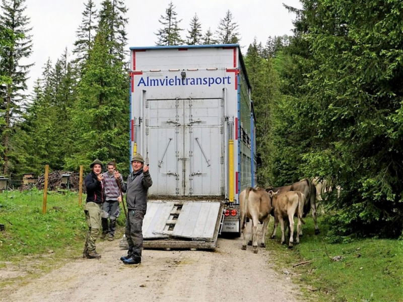 Almauftrieb von Mieming zur Feldereralpe – „Gummistiefelwetter“