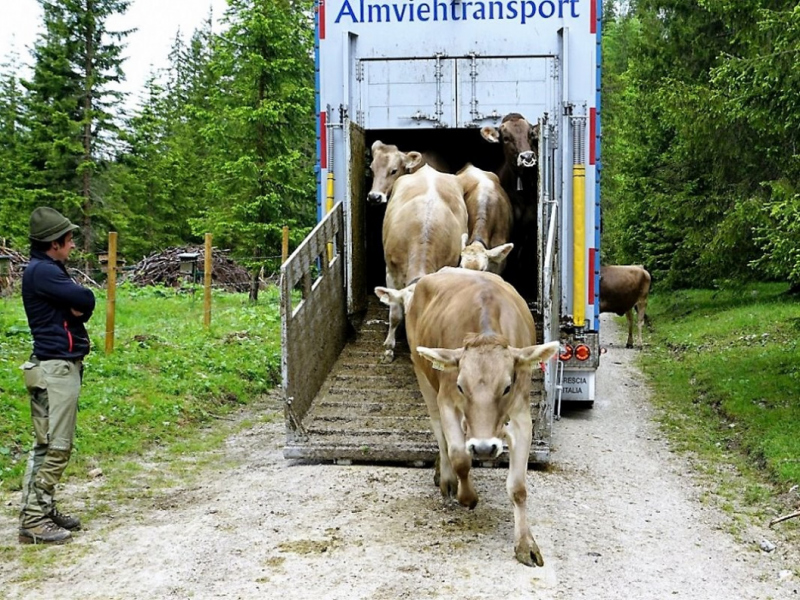 Almauftrieb von Mieming zur Feldereralpe – „Gummistiefelwetter“