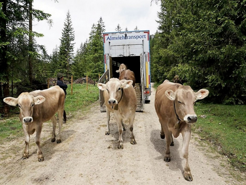 Almauftrieb von Mieming zur Feldereralpe – „Gummistiefelwetter“