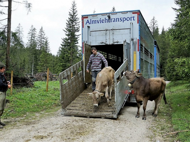 Almauftrieb von Mieming zur Feldereralpe – „Gummistiefelwetter“