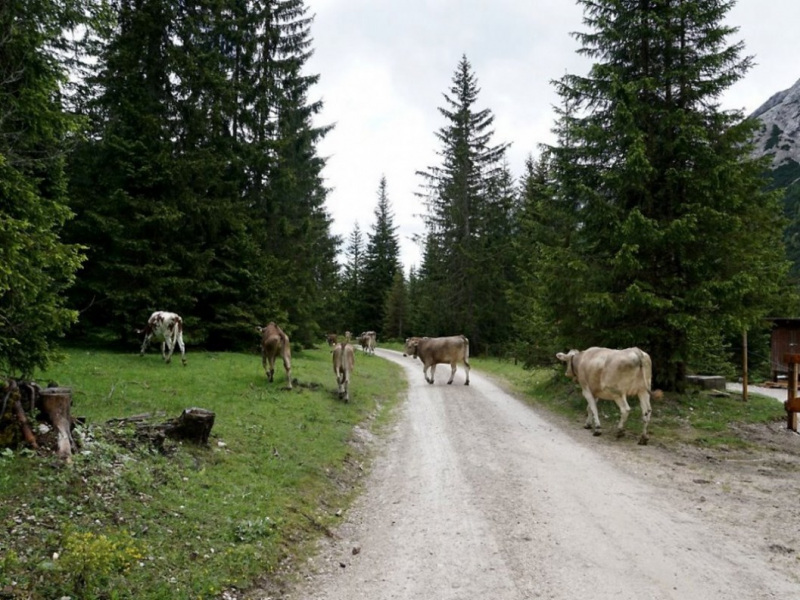 Almauftrieb von Mieming zur Feldereralpe – „Gummistiefelwetter“