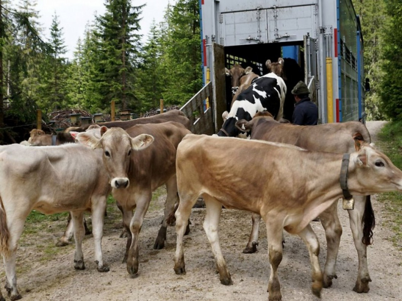 Almauftrieb von Mieming zur Feldereralpe – „Gummistiefelwetter“