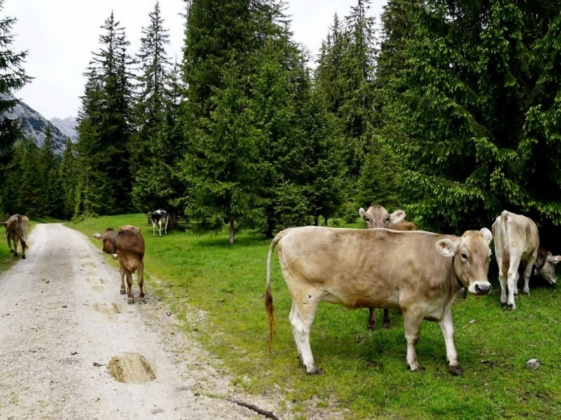 Almauftrieb von Mieming zur Feldereralpe – „Gummistiefelwetter“