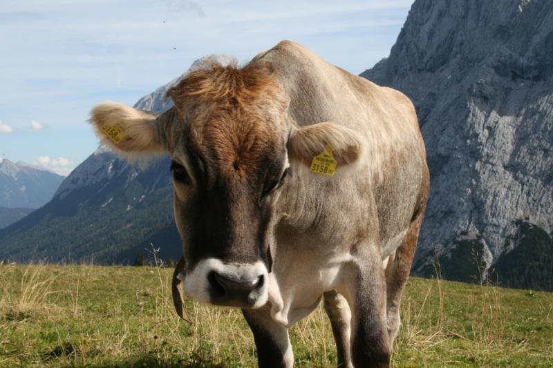 „Almentaufe“ hinter den Mieminger Bergen