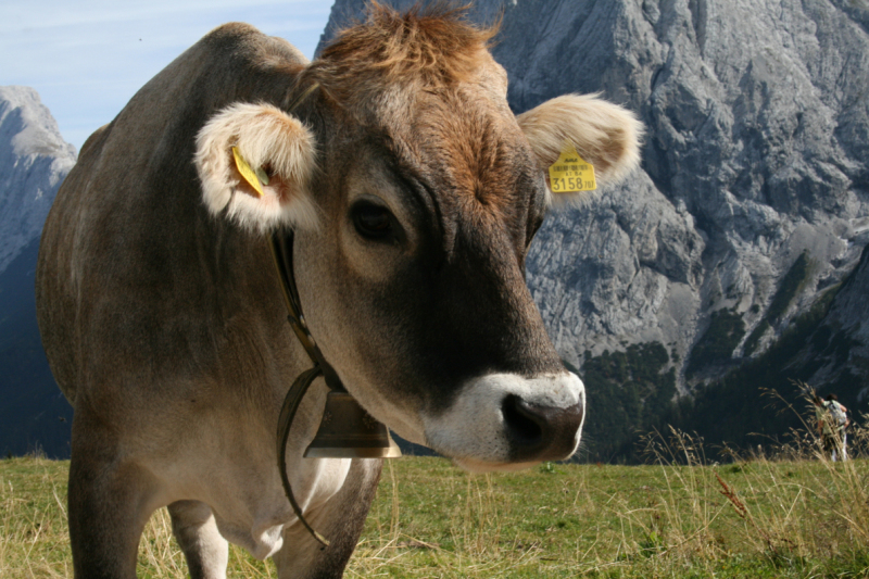 „Almentaufe“ hinter den Mieminger Bergen