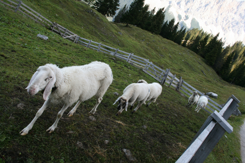 „Almentaufe“ hinter den Mieminger Bergen