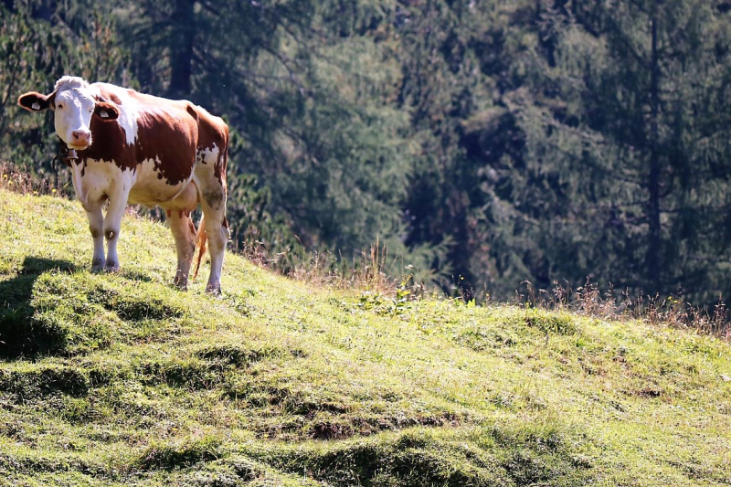 Almmesse auf der Marienbergalm – „Ein unvergleichbares Altarbild“
