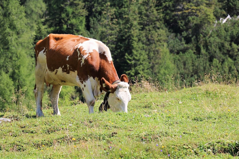 Almmesse auf der Marienbergalm – „Ein unvergleichbares Altarbild“