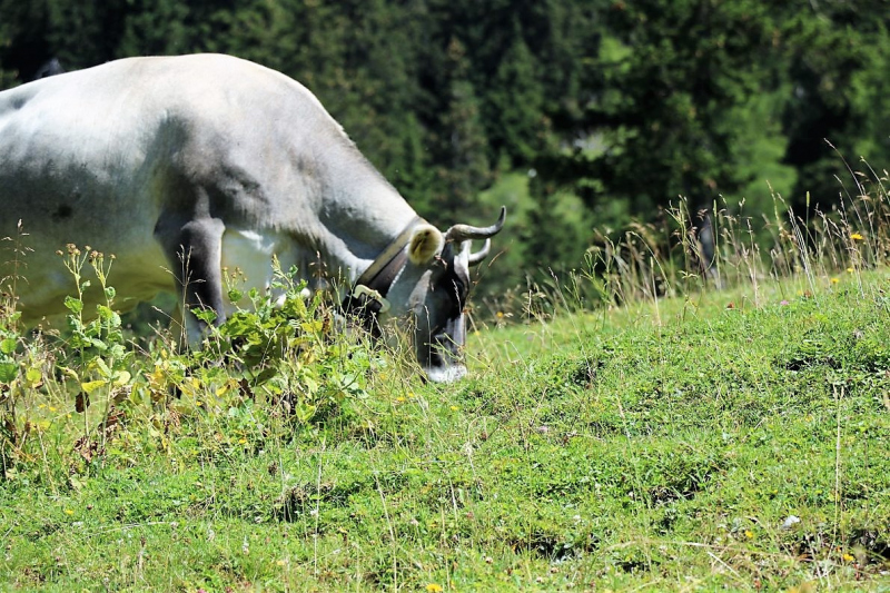 Almmesse auf der Marienbergalm – „Ein unvergleichbares Altarbild“