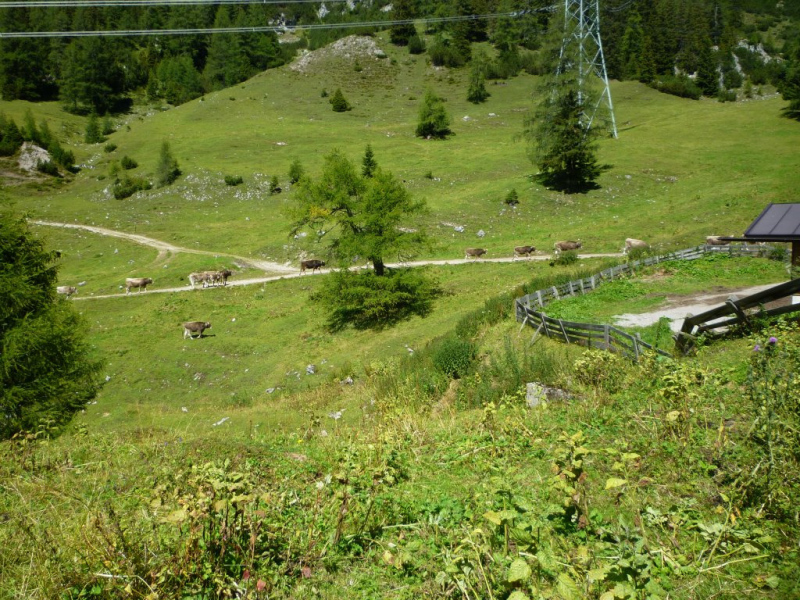Aufstellen der Marienbergsäule auf der Marienbergalm