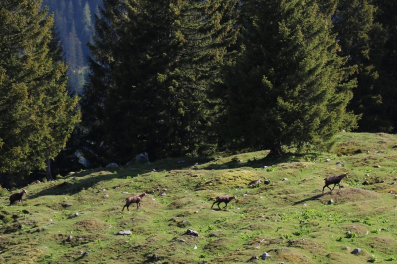 Bagger auf der Seebenalm – „Vorbildlich, so soll es sein“