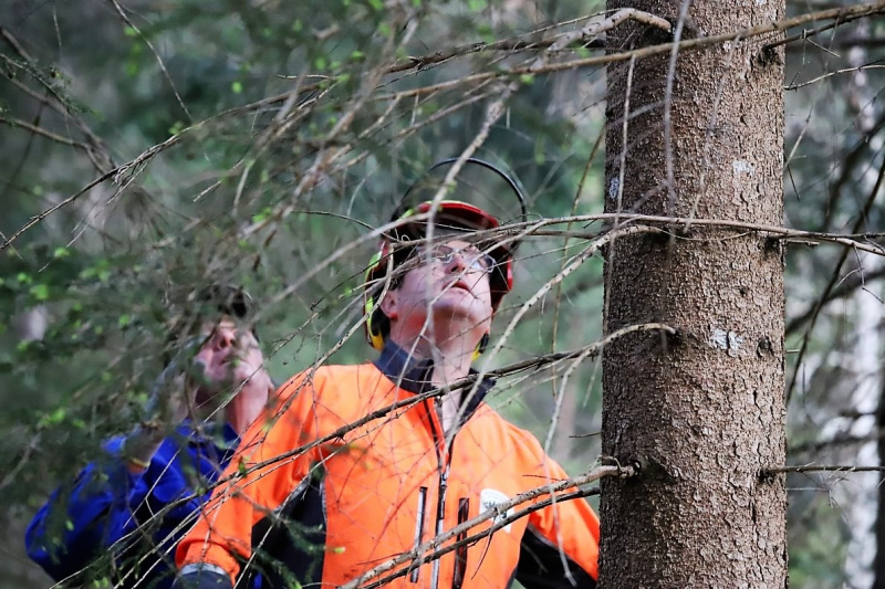 Barwies – 150jährige Fichte wird Maibaum