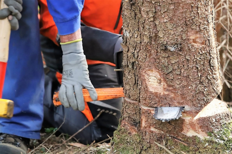 Barwies – 150jährige Fichte wird Maibaum