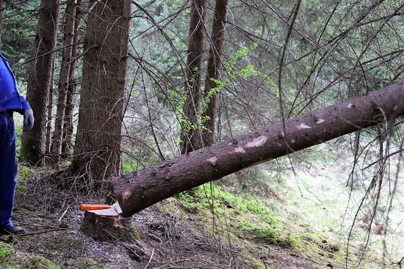 Barwies – 150jährige Fichte wird Maibaum