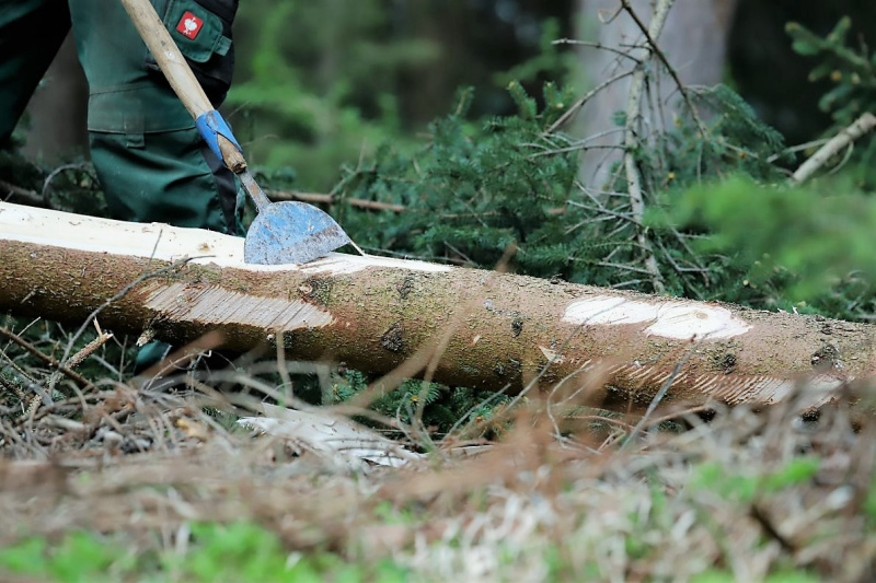 Barwies – 150jährige Fichte wird Maibaum