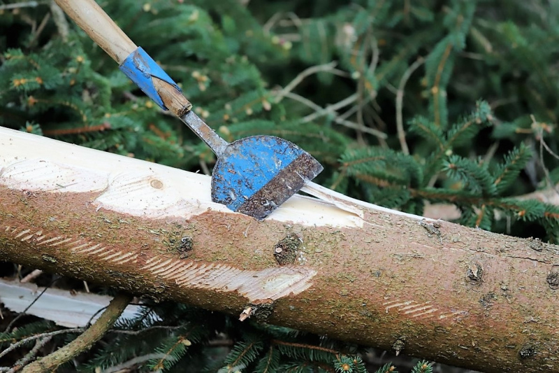 Barwies – 150jährige Fichte wird Maibaum