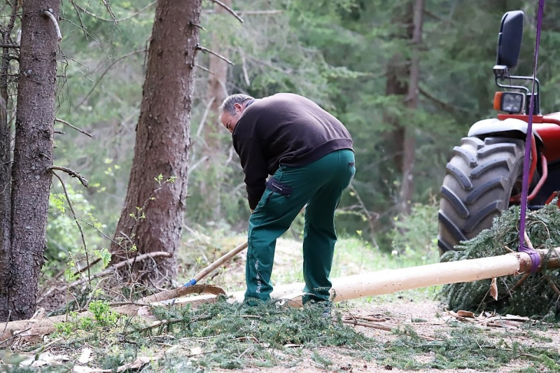 Barwies – 150jährige Fichte wird Maibaum
