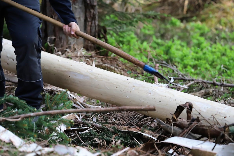 Barwies – 150jährige Fichte wird Maibaum