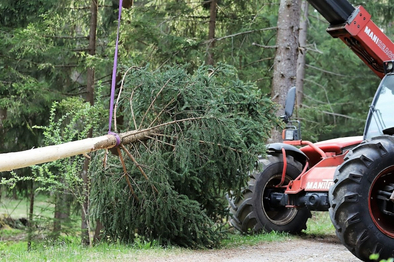 Barwies – 150jährige Fichte wird Maibaum
