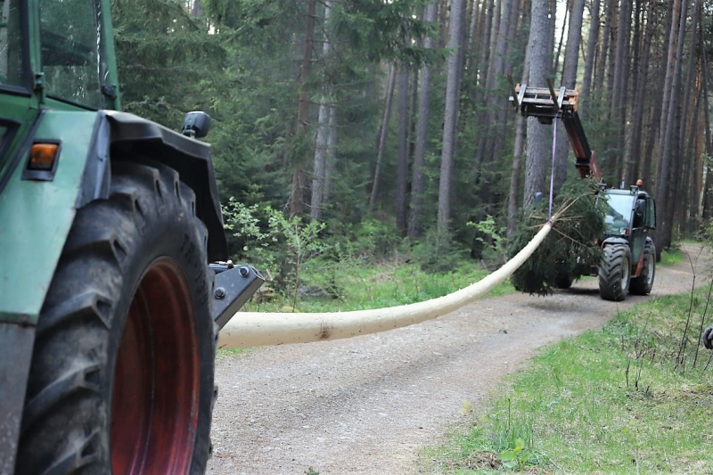 Barwies – 150jährige Fichte wird Maibaum