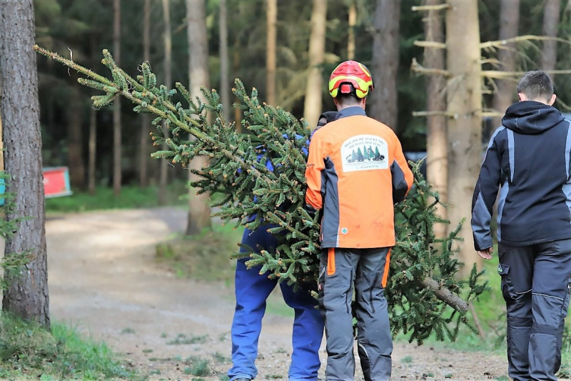 Barwies – 150jährige Fichte wird Maibaum