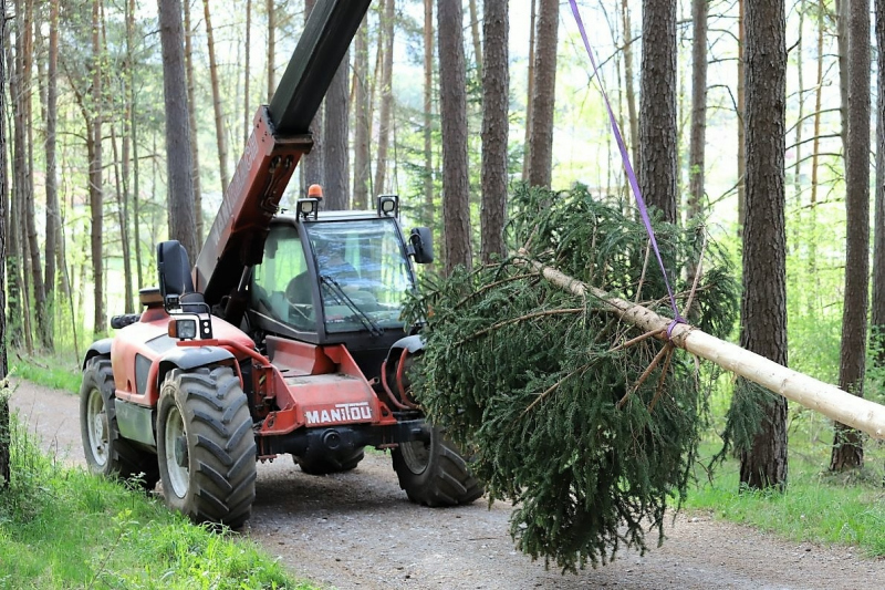 Barwies – 150jährige Fichte wird Maibaum