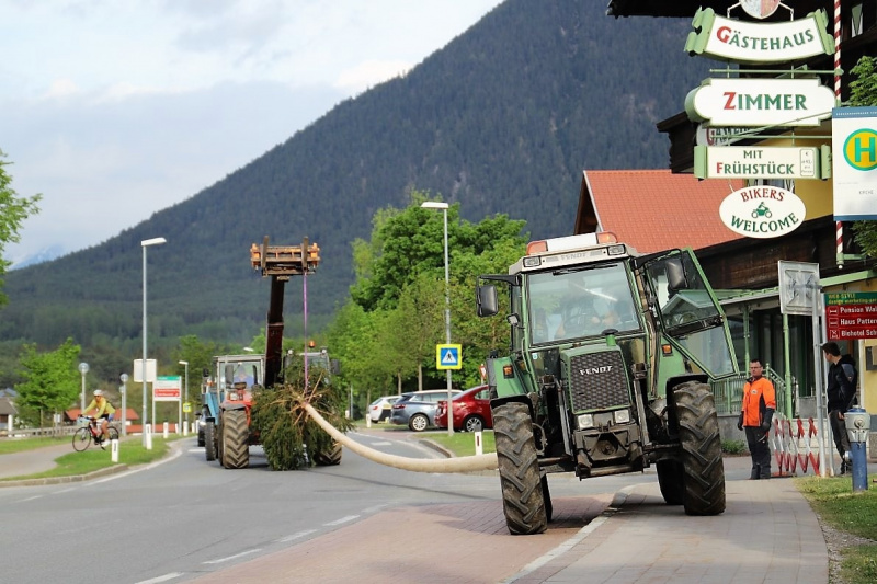 Barwies – 150jährige Fichte wird Maibaum