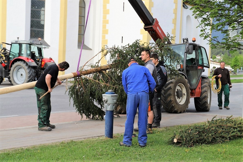 Barwies – 150jährige Fichte wird Maibaum