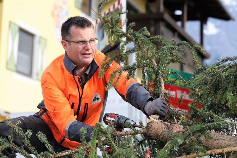 Barwies – 150jährige Fichte wird Maibaum