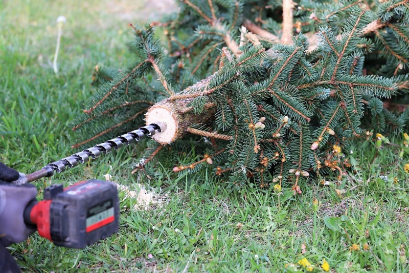 Barwies – 150jährige Fichte wird Maibaum