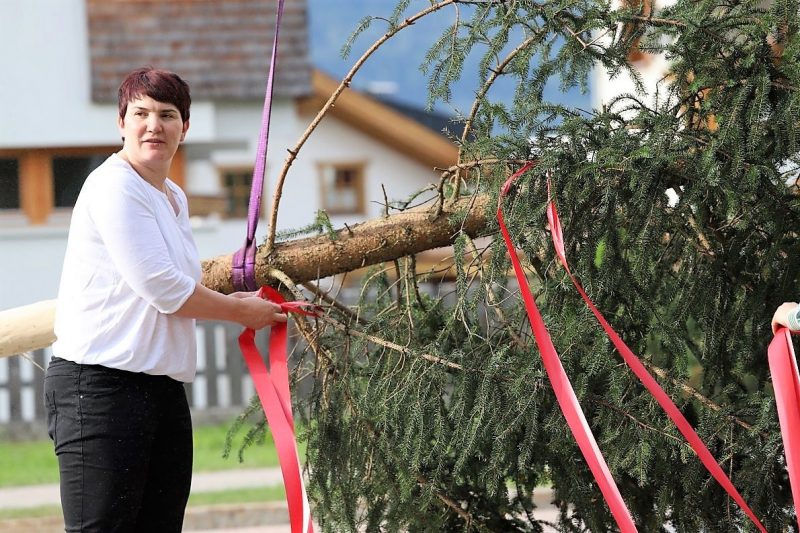 Barwies – 150jährige Fichte wird Maibaum