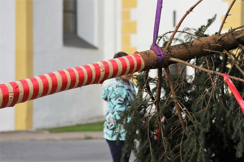 Barwies – 150jährige Fichte wird Maibaum