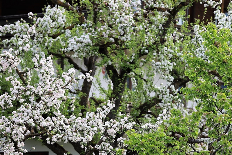 Barwies – 150jährige Fichte wird Maibaum