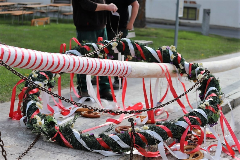 Barwies – 150jährige Fichte wird Maibaum