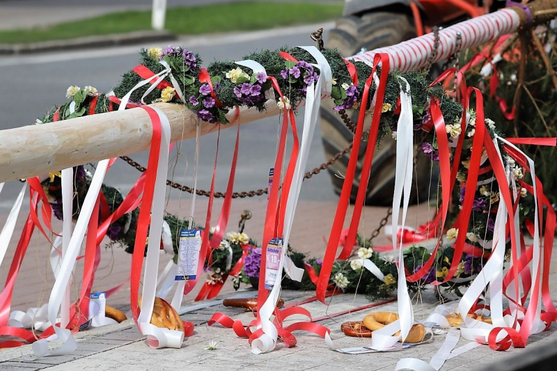 Barwies – 150jährige Fichte wird Maibaum