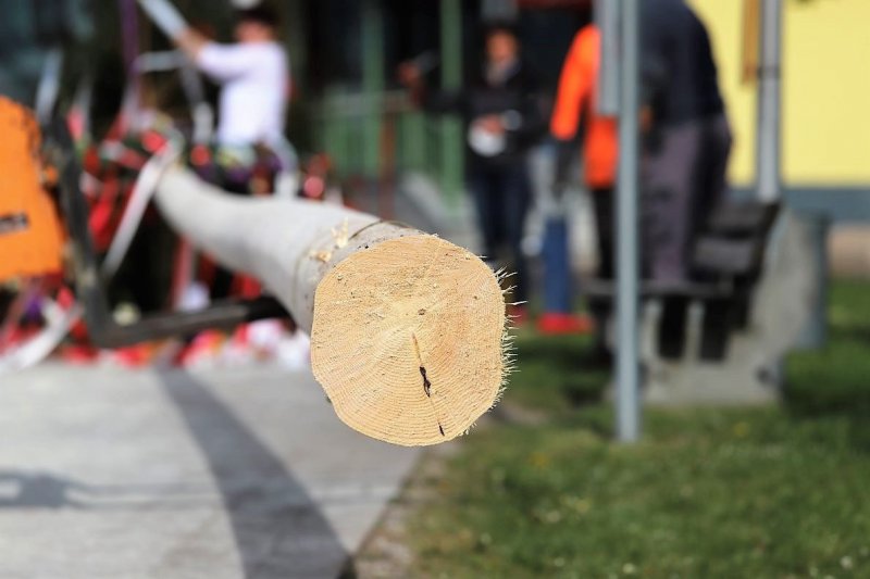 Barwies – 150jährige Fichte wird Maibaum
