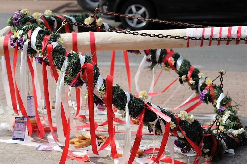 Barwies – 150jährige Fichte wird Maibaum