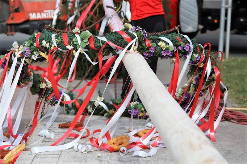 Barwies – 150jährige Fichte wird Maibaum