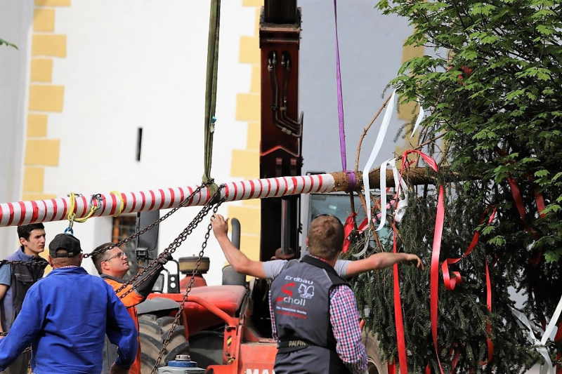 Barwies – 150jährige Fichte wird Maibaum